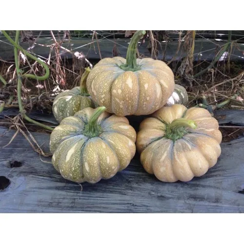 Fresh Pumpkin In Vietnam Whatsapp +84-845-639-639