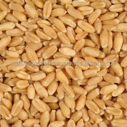 Barley Seeds For Sowing For Malawi