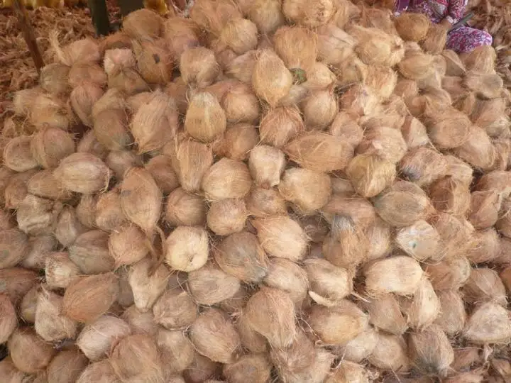 
Dried Coconut Vietnam/Semi Husked Coconut for sale/Fresh Dehusked Coconut 