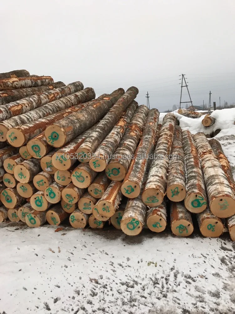 White Birch Logs - Latvia origin