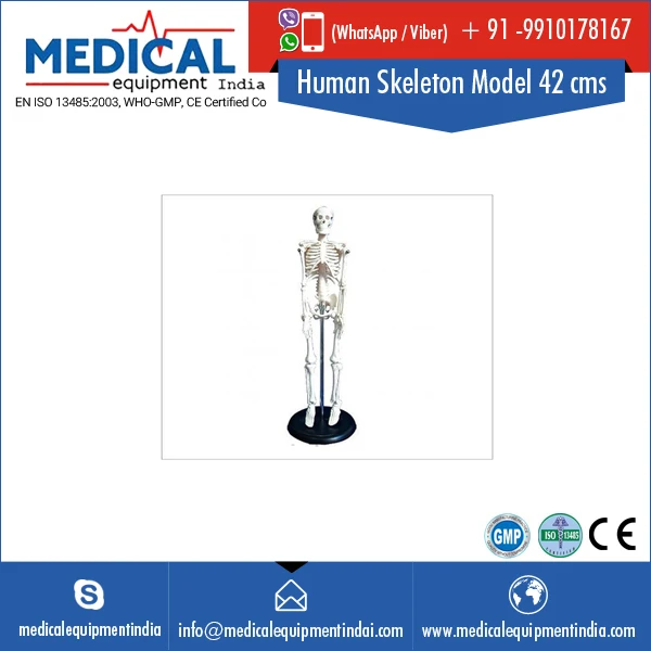 Medical Anatomical Human Skeleton Model Economical Teaching Model Human Skeleton 42 cms
