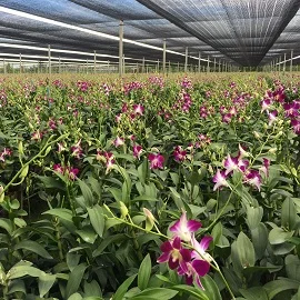  Оптовая продажа свежих цветов дендробиума сонии тайской орхидеи от фермы-Премиум качество @ Лучшая цена попробуйте нас!