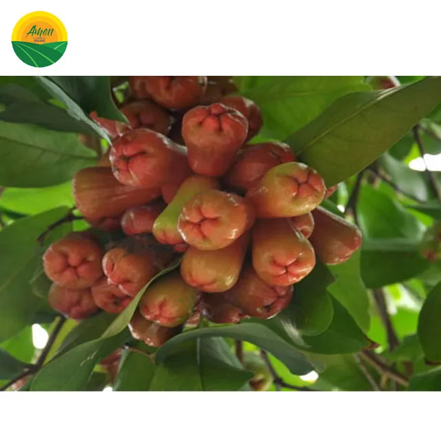 FRESH BELL PRUIT из Вьетнама