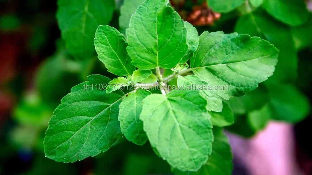 Dried Holy Basil / OEM / 100% Natural Best Quality / Product of Thailand / No Pesticide / Food Grade / Herbal
