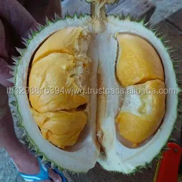 
FRESH DURIAN IMPORTER 
