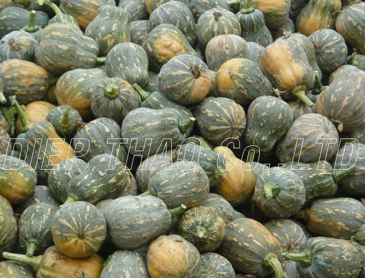 
NATURAL FRESH PUMPKIN FOR EXPORT 