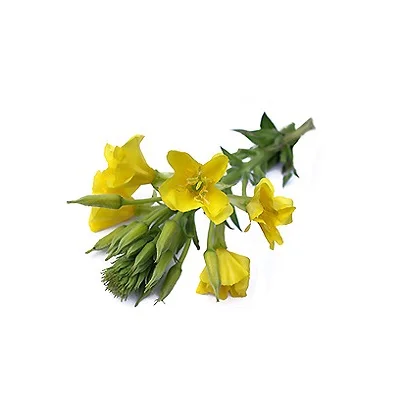 Evening Primrose Oil Wholesale Supplier Organic Carrier Oil Cold Pressed Evening primrose oil at best price for Skin care