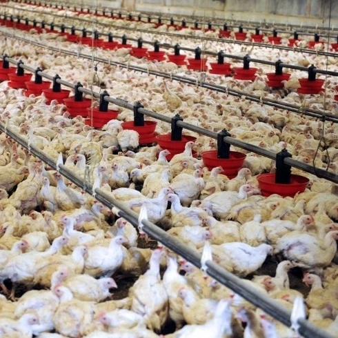 Frozen Chicken Feet Frozen Chicken Paws MJW Breasts Halal Frozen Whole Chicken