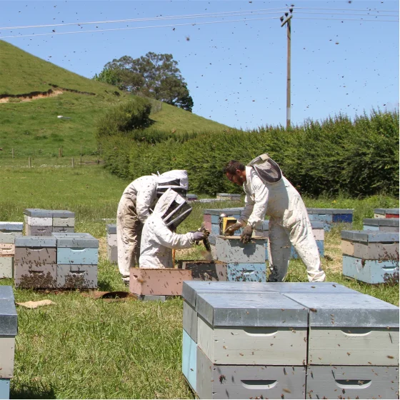 Объемный мед манука MGO600 + Активный 300 кг цилиндр