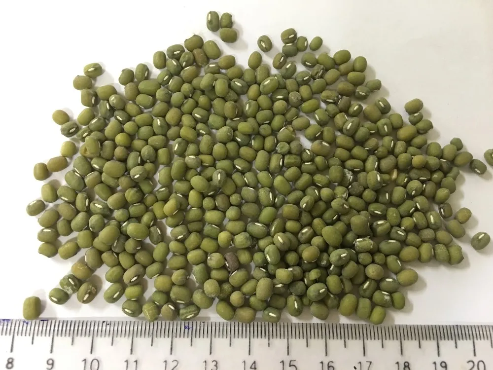 
VIETNAM GREEN MUNG BEAN 2019 