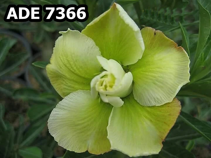 Adenium 7366