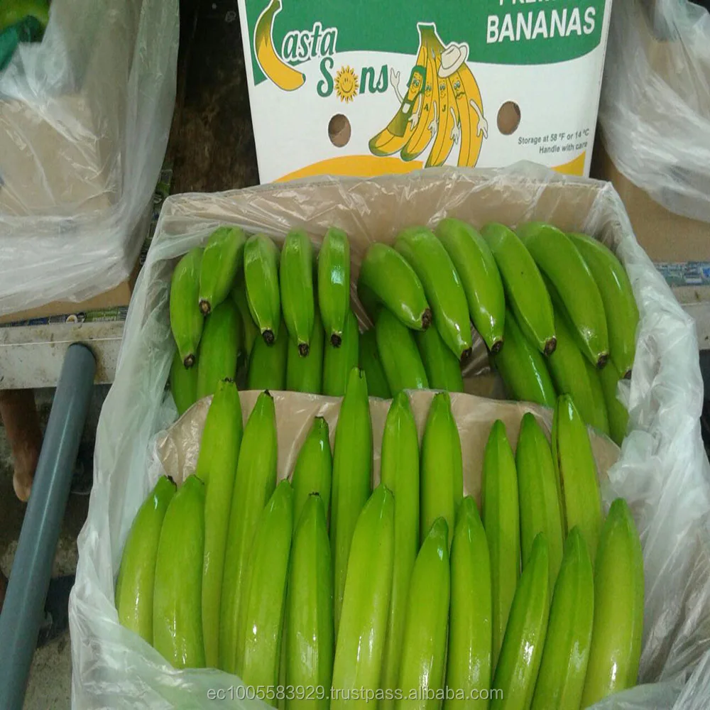 BANANAS PREMIUM CAVENDISH