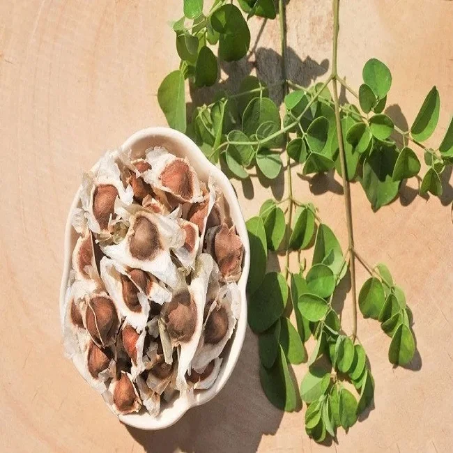 seeds of miracle tree moringa Moringa seed kernals for moringa oil extraction Provides nourishment and energy  Quality