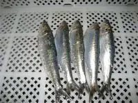 Olig European Pilchard Whole sardine brands from Morocco for sale