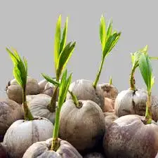 Coconut Seeds