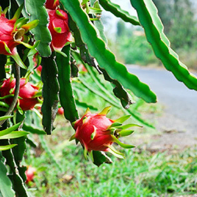 Vietnamese fresh dragon fruit/piyata with competitive price