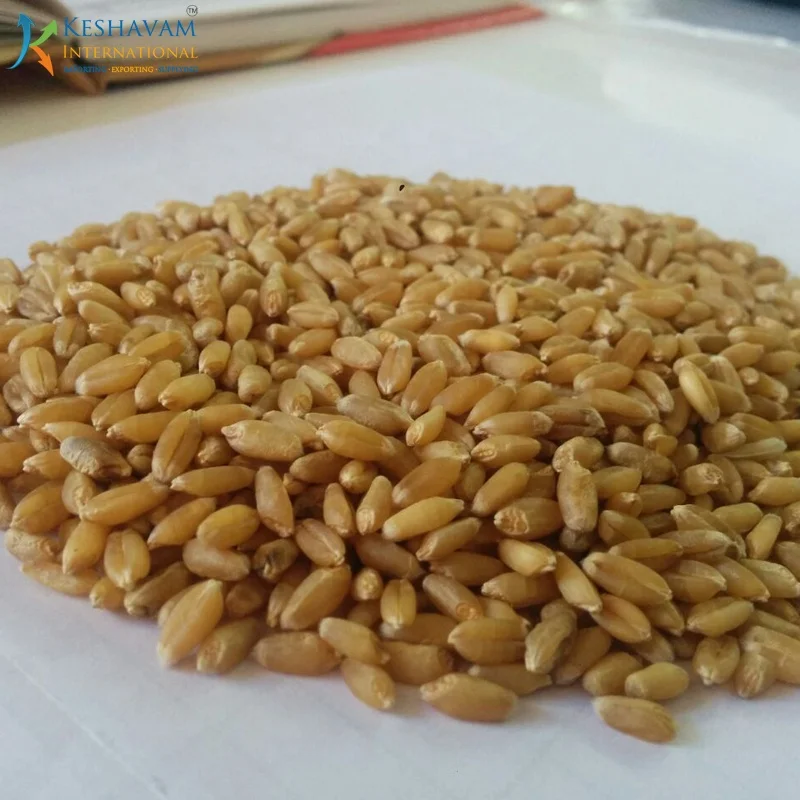 Best Quality Milling Wheat