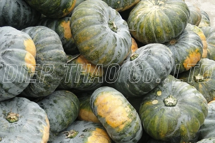 
NATURAL FRESH PUMPKIN FOR EXPORT 