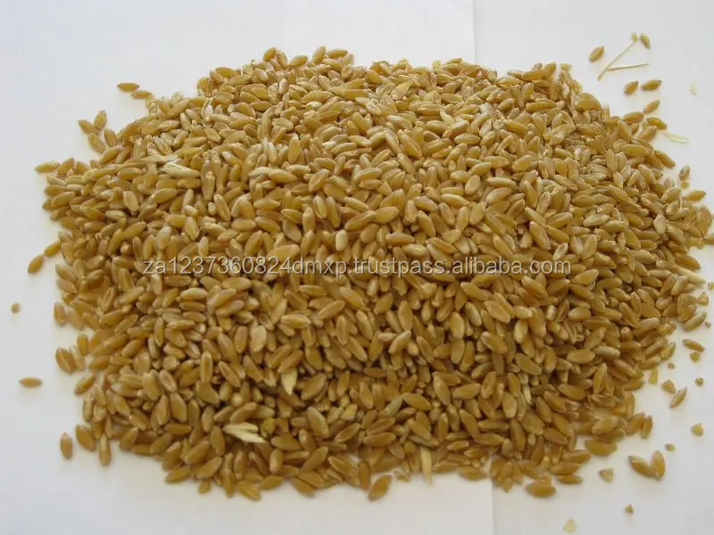 
AAA Grade Quality Durum wheat 