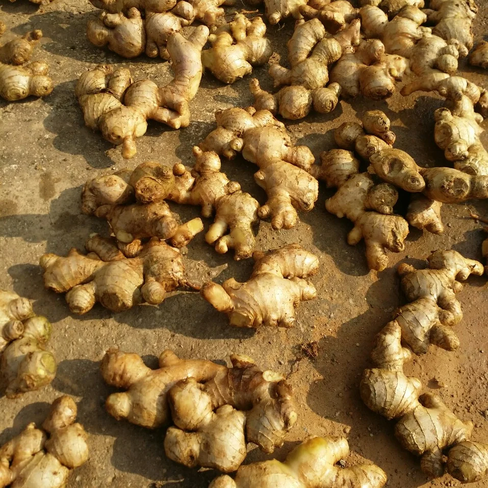 FRESH GINGERS/ DRIED GINGERS VIETNAM GINGER SEASON 2020  84 845 639 639
