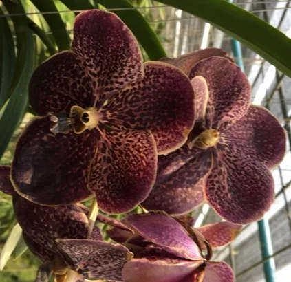 VANDA SEEDLING VANDA Dark goldon diiloin