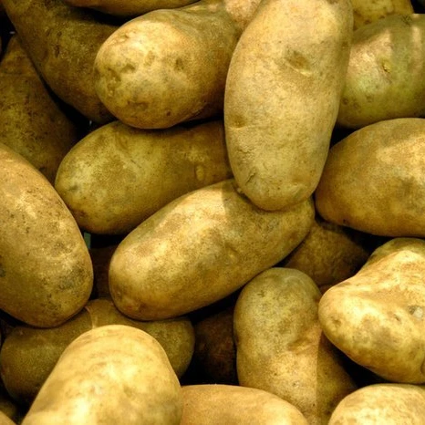 
Fresh Potato Morocco 2018 