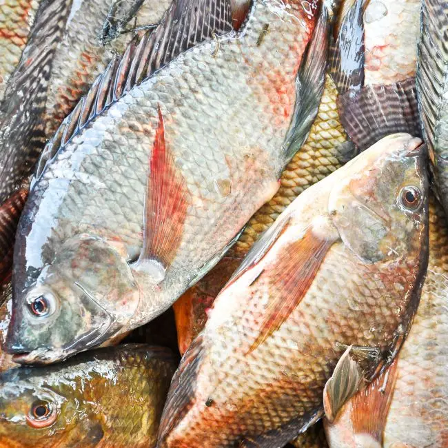 
Disease Reducing Organic Feed meal Mix for Fish Farms available for Bulk Purchase 
