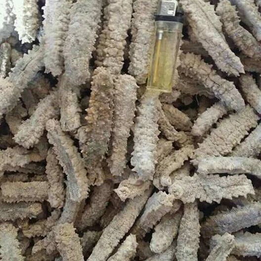 Hot Fresh Frozen Seafood Wild Dried Sea Cucumber