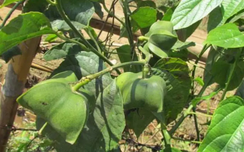 Yin jia guo High budding rate Chinese fruit sacha inchi seeds for sale