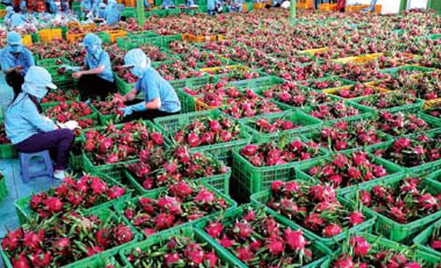 
Fresh Red / White Dragon Fruit +84 845 639 639 
