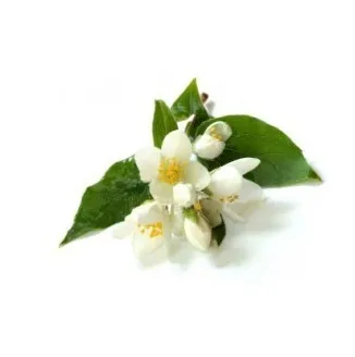 100% Organic Natural Jasmine Hydrosol Global Exporters to Hongkong / Singapore / Malaysia