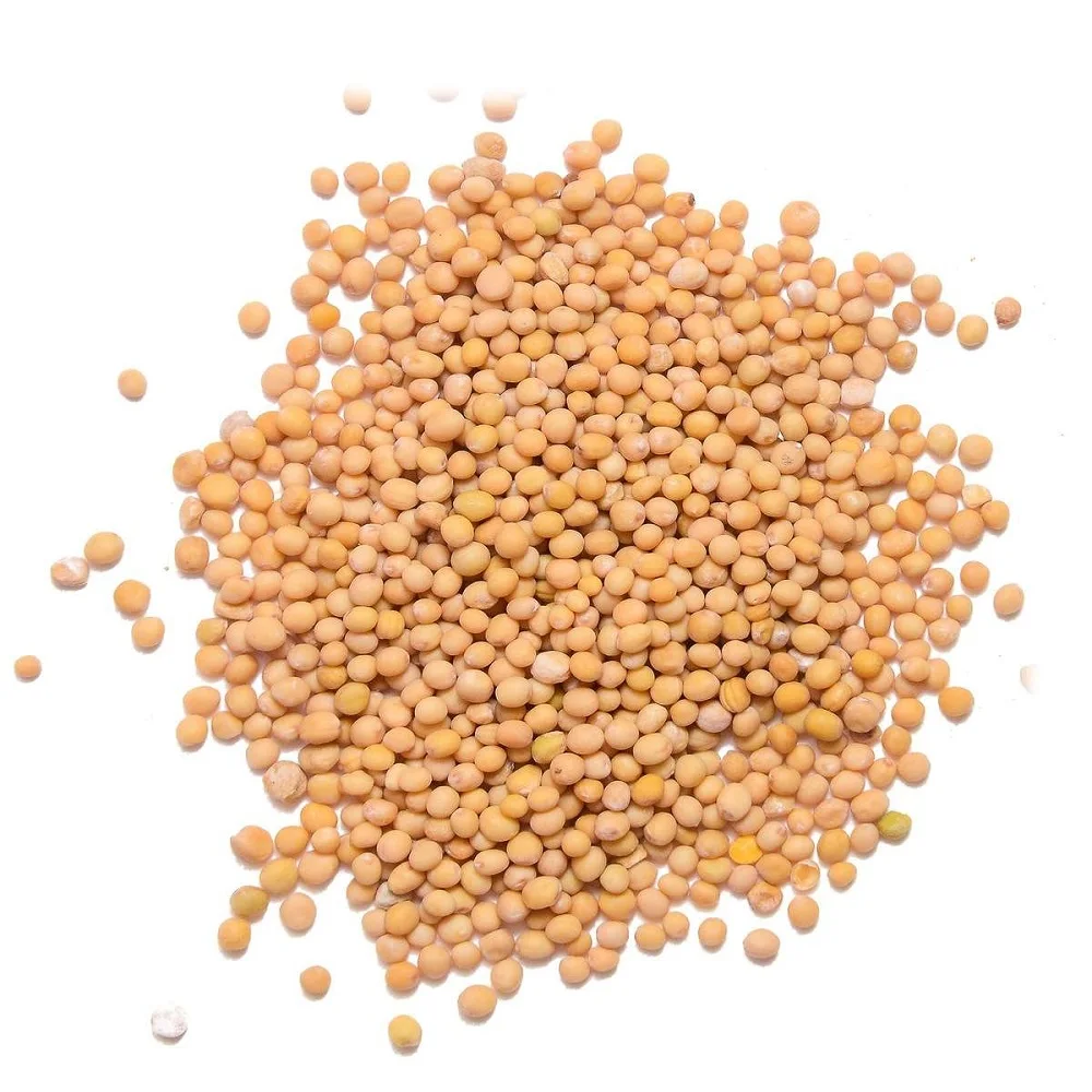 High quality White / Black / Yellow mustard seed In Thailand