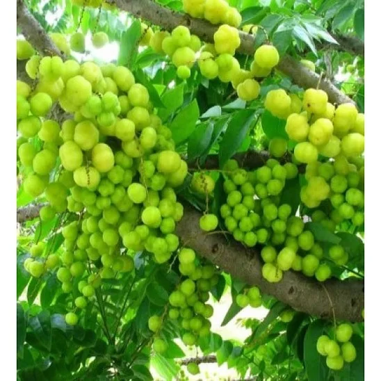 Amla Fruit Extract Powder