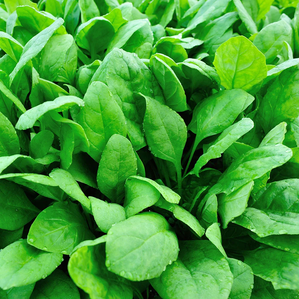 Names for soft drink concentrate healthy green juice supply 11 vitamins