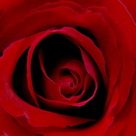 Japanese whitening facial cream with elegant fragrance of rose