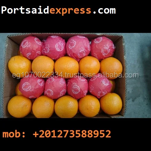 fresh Valencia orange ready to export on August from Egypt to South Africa