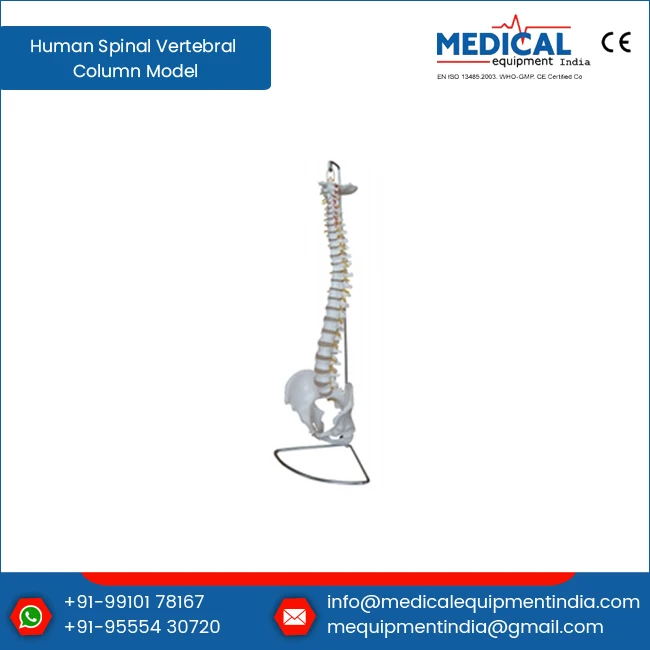 Educational Human Spinal Vertebral Column Model  Anatomical Biology Medical PVC Spinal Vertebral Column