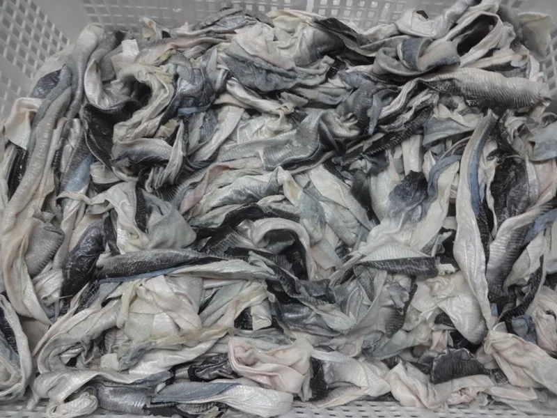 Frozen Pangasius Steak / Frozen Pangasius WHATSAPP +84 845 639639 Ms. Holiday