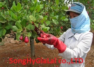 WW 320 Cashew nut Viet Nam