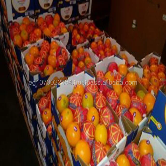 fresh navel orange from egypt