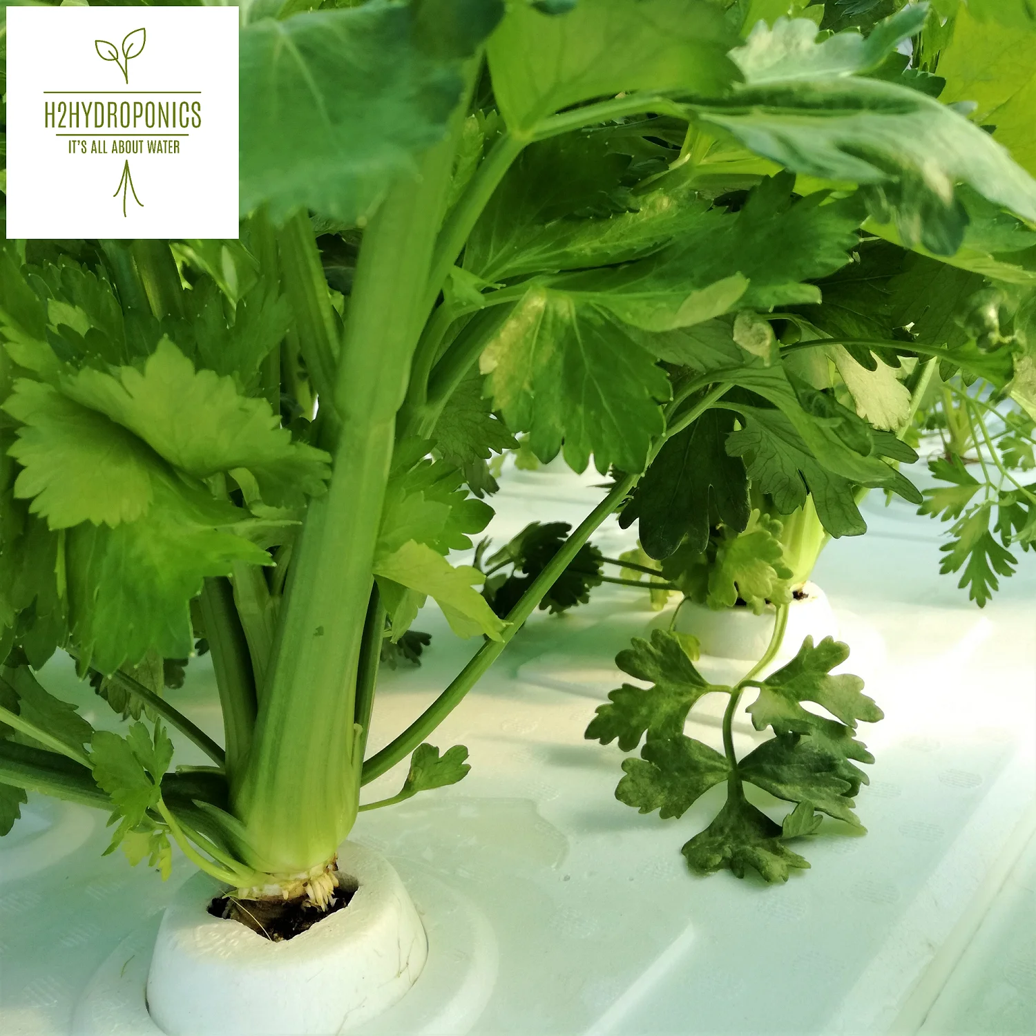 Premix Fertilizer formula for hydroponic growing systems and organic production
