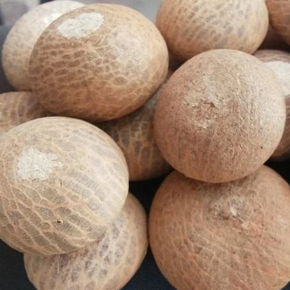 betel nut in myanmar