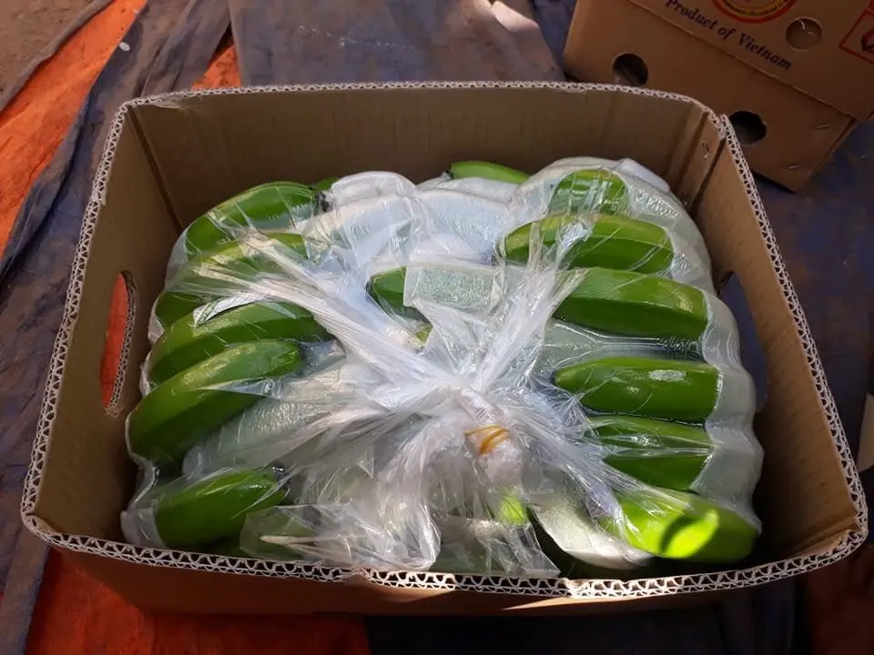 Long green banana Vietnam High quality Best price