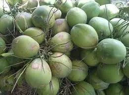 
Easy to use with Newest Ring Lid Fresh Coconut from Vietnam (Hot Product)-Ms Akina +84 902803631 