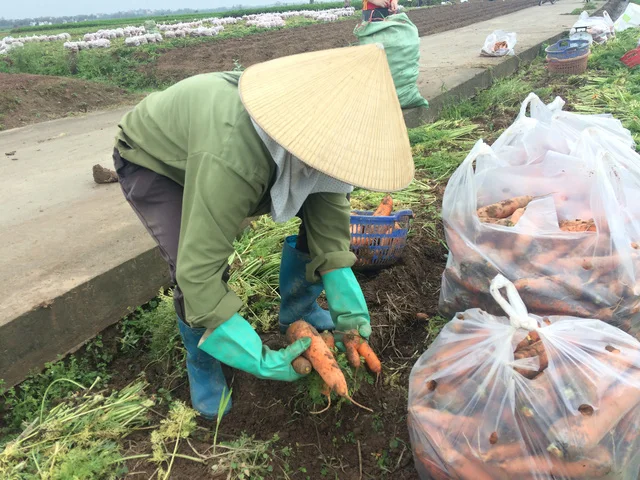 
High quality and best price for fresh carrot 2018 