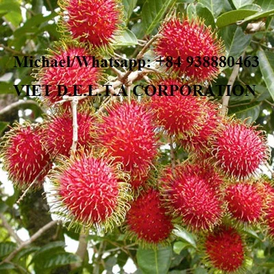 PREMIUM QUALITY FRESH RAMBUTANS FRUIT/VIETNAM FRESH MANGOSTEEN