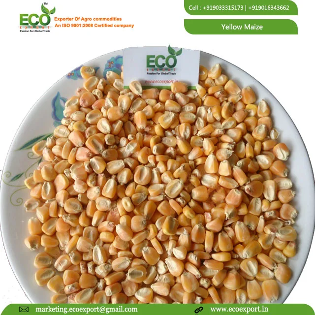 
New Crop Bulk Dried Yellow Corn /Yellow Maize for Poultry Feed 