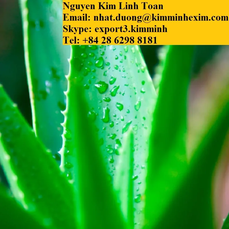 ALOE VERA LEAVES