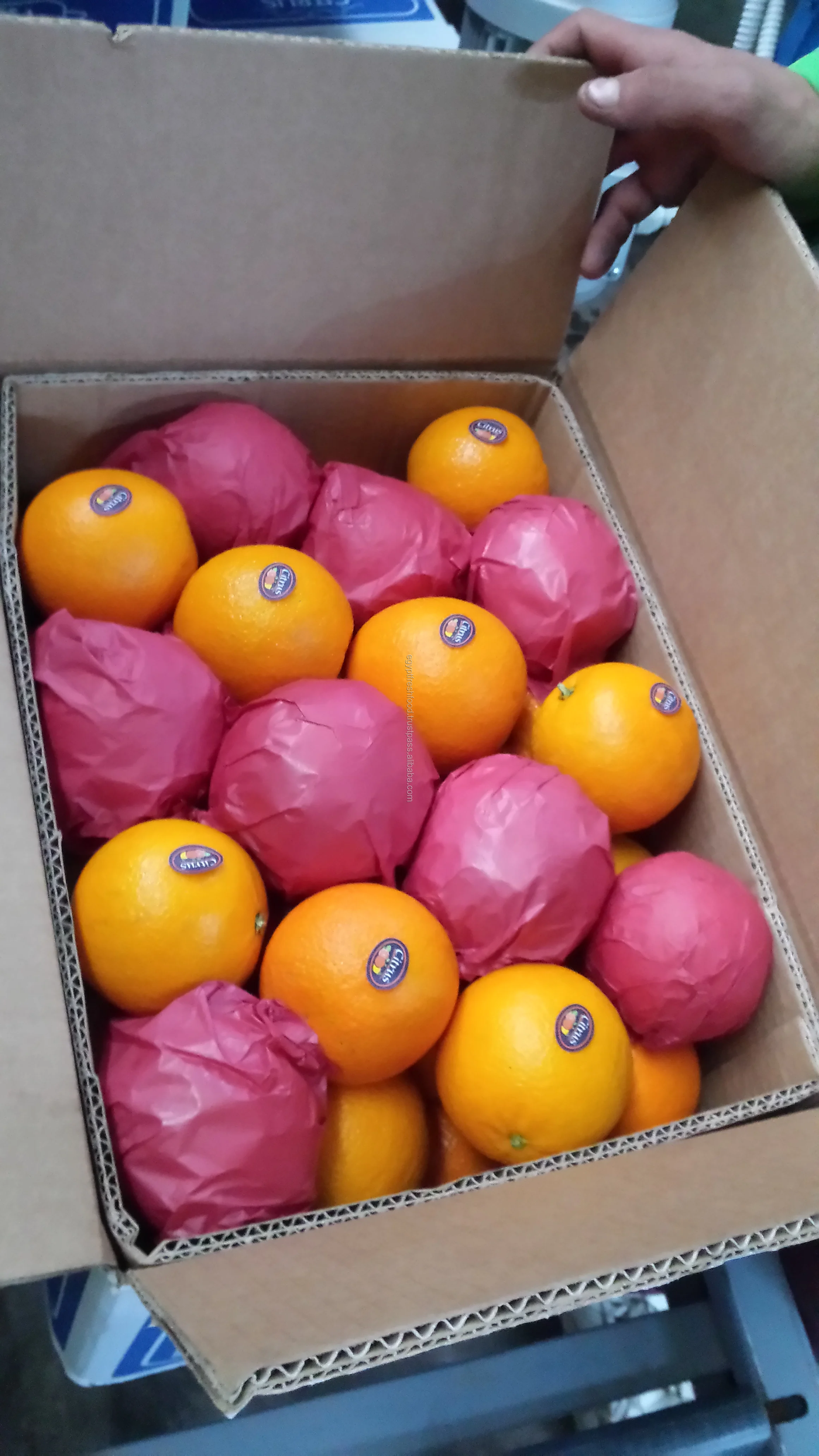 High quality oranges , citrus from egypt , best price