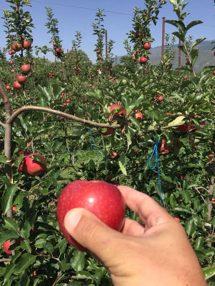 Свежие фрукты, яблоки Королевского торжества, свежие яблоки класса 1, польское происхождение